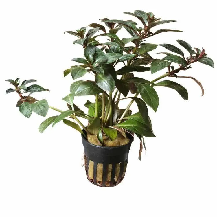 Ludwigia repens Diamond Red - Aqua Essentials