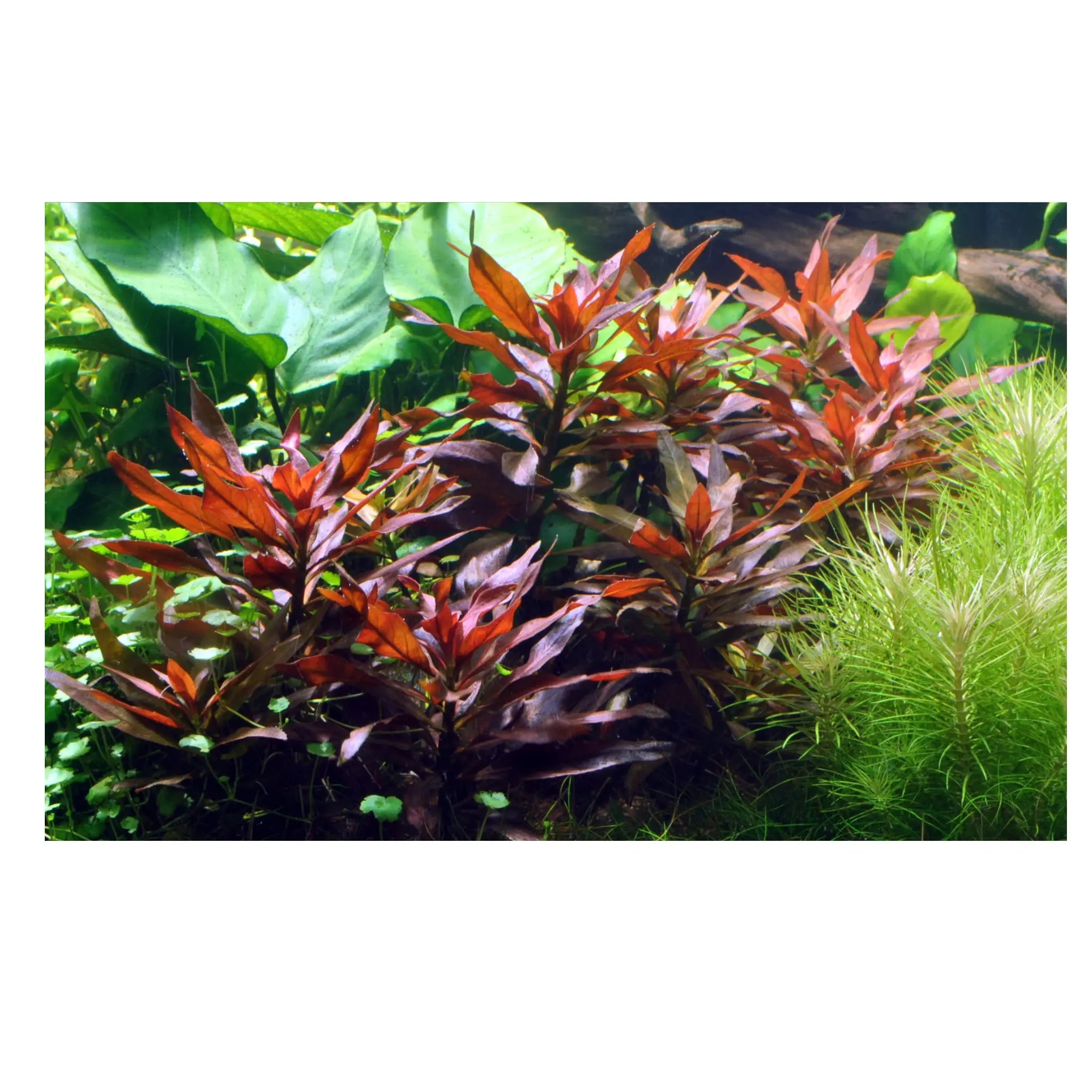 Ludwigia glandulosa - Aqua Essentials