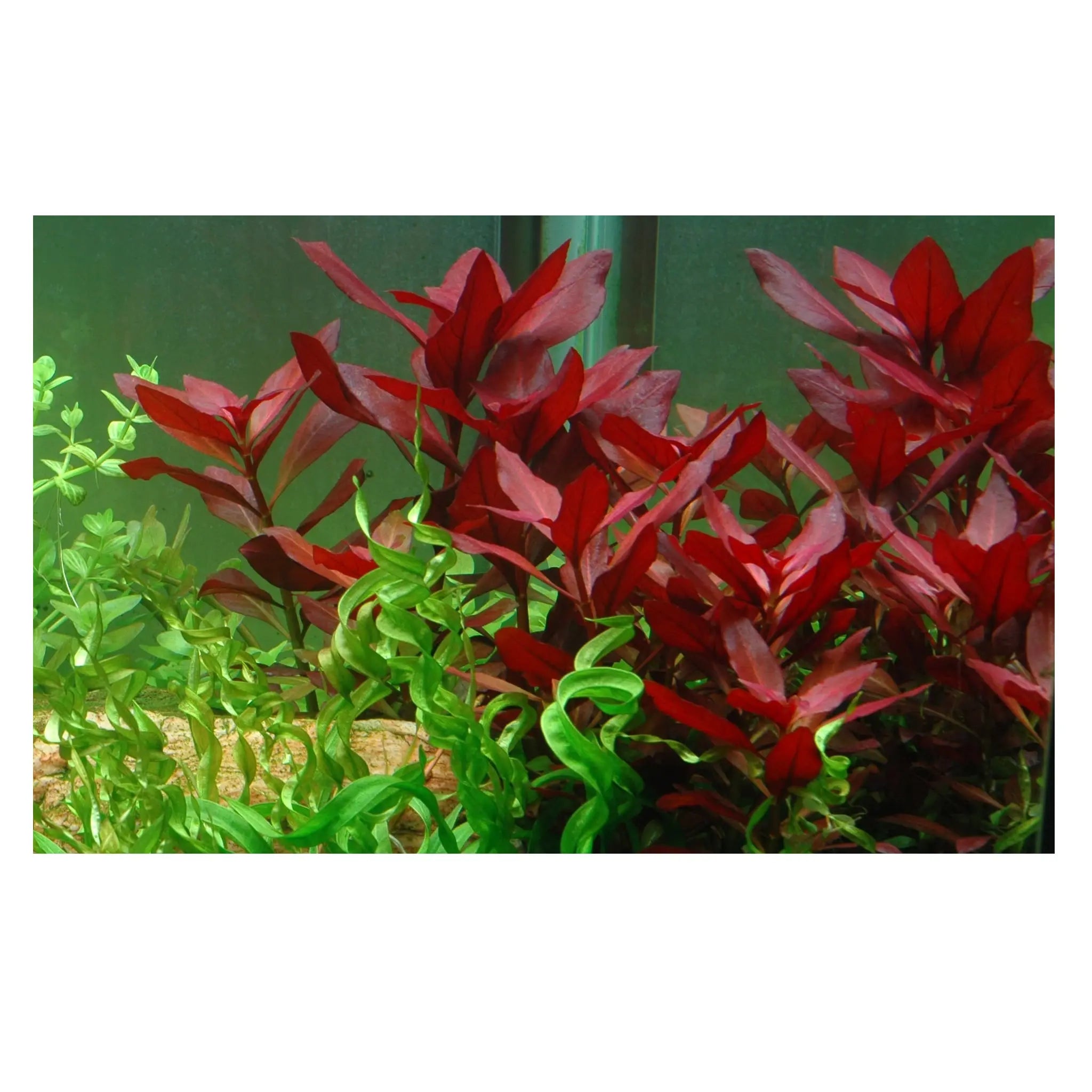 Ludwigia rubin - Aqua Essentials