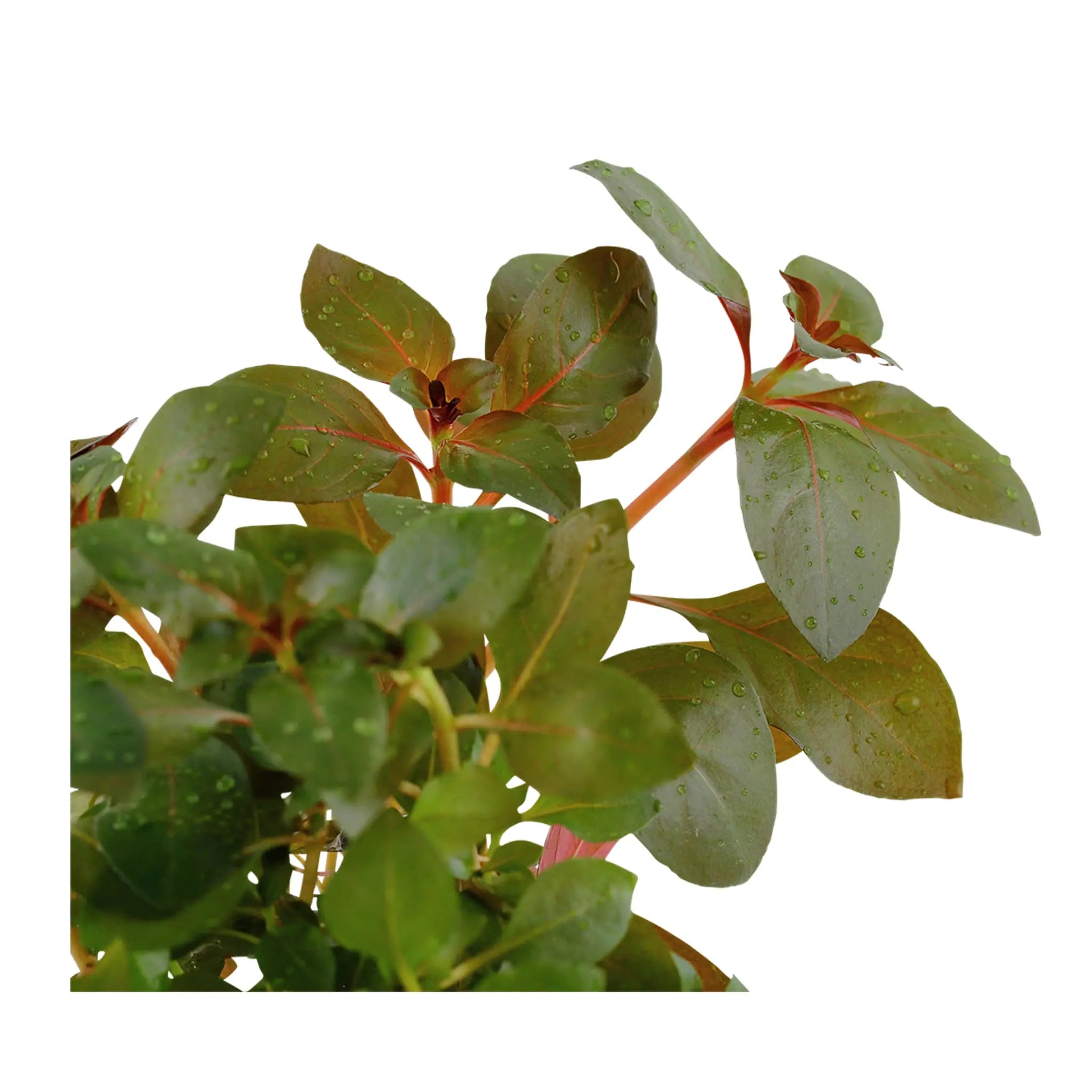 Ludwigia rubin - Aqua Essentials