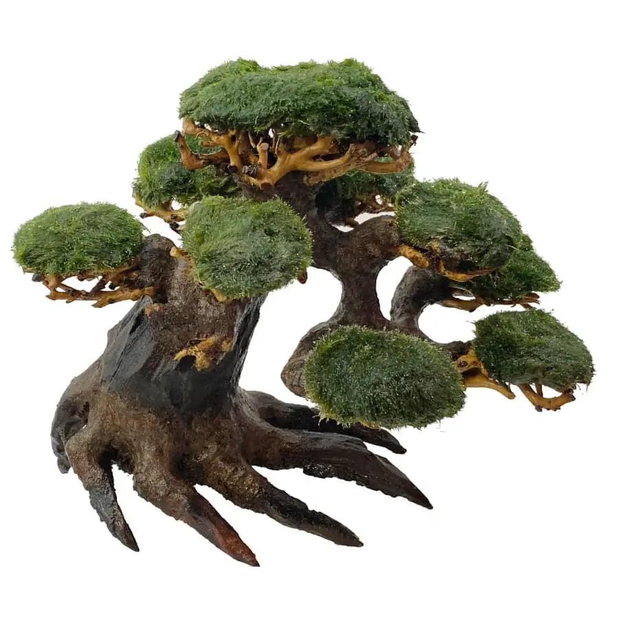 Marimo Tree - Small - Aqua Essentials