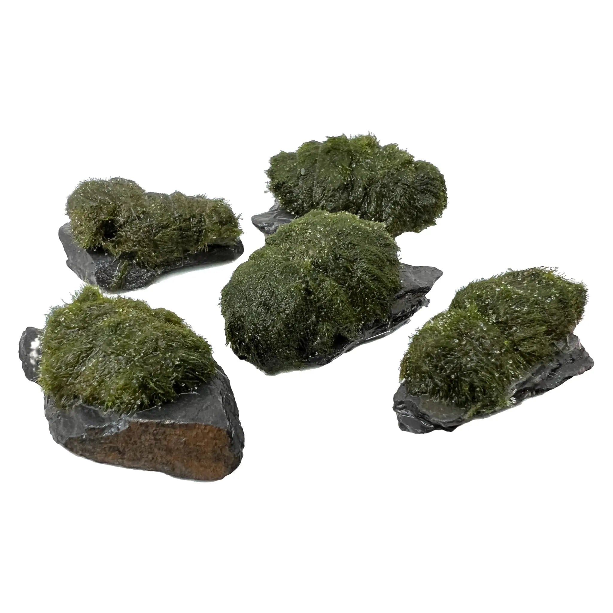 Marimo on Slate Rock - Set of 5 - Aqua Essentials