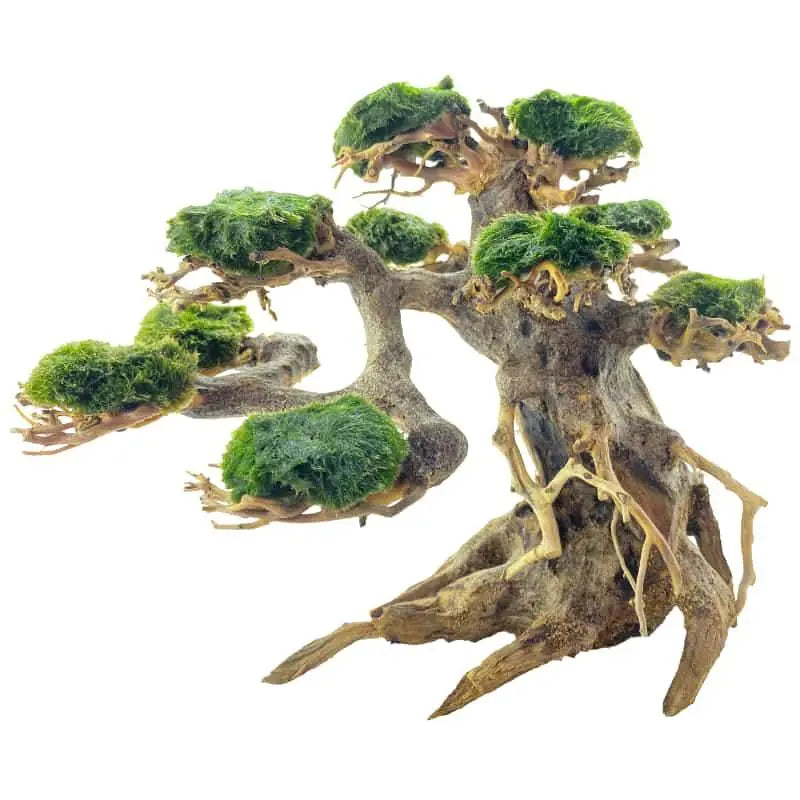 Marimo Tree - Medium - Aqua Essentials