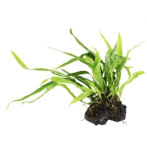 Microsorum pteropus On Lava - Mini - Aqua Essentials