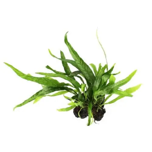 Microsorum pteropus On Lava - Mini - Aqua Essentials