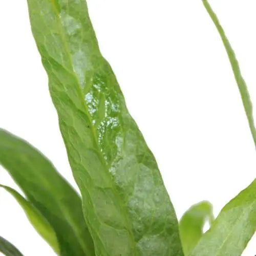 Microsorum pteropus On Lava - Mini - Aqua Essentials