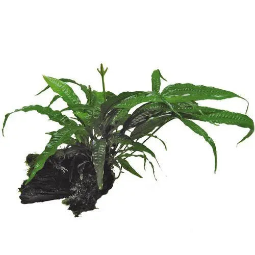 Microsorum pteropus on Wood - Small - Aqua Essentials