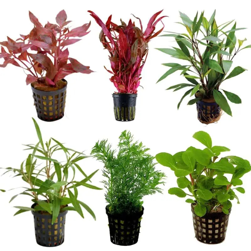 Set Box of 12 Aquarium Plants - Kantan - Aqua Essentials