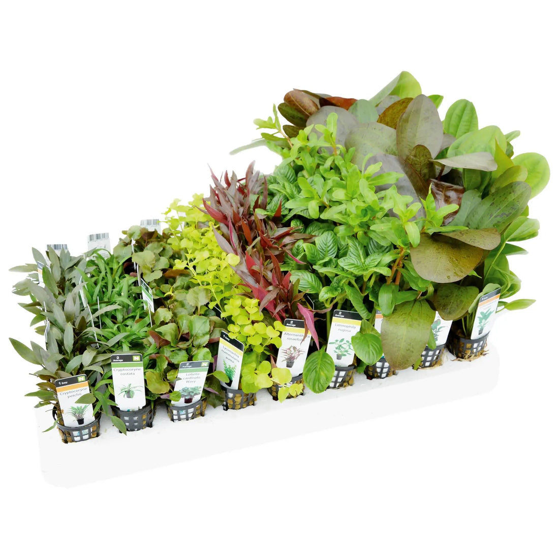 Mixed Box of Aquarium Plants - Aqua Essentials