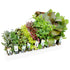 Mixed Box of Aquarium Plants - Aqua Essentials