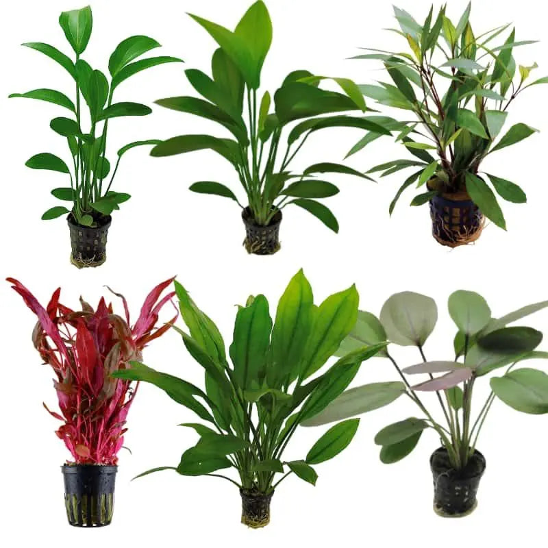 Set Box of 12 Aquarium Plants - Oki - Aqua Essentials