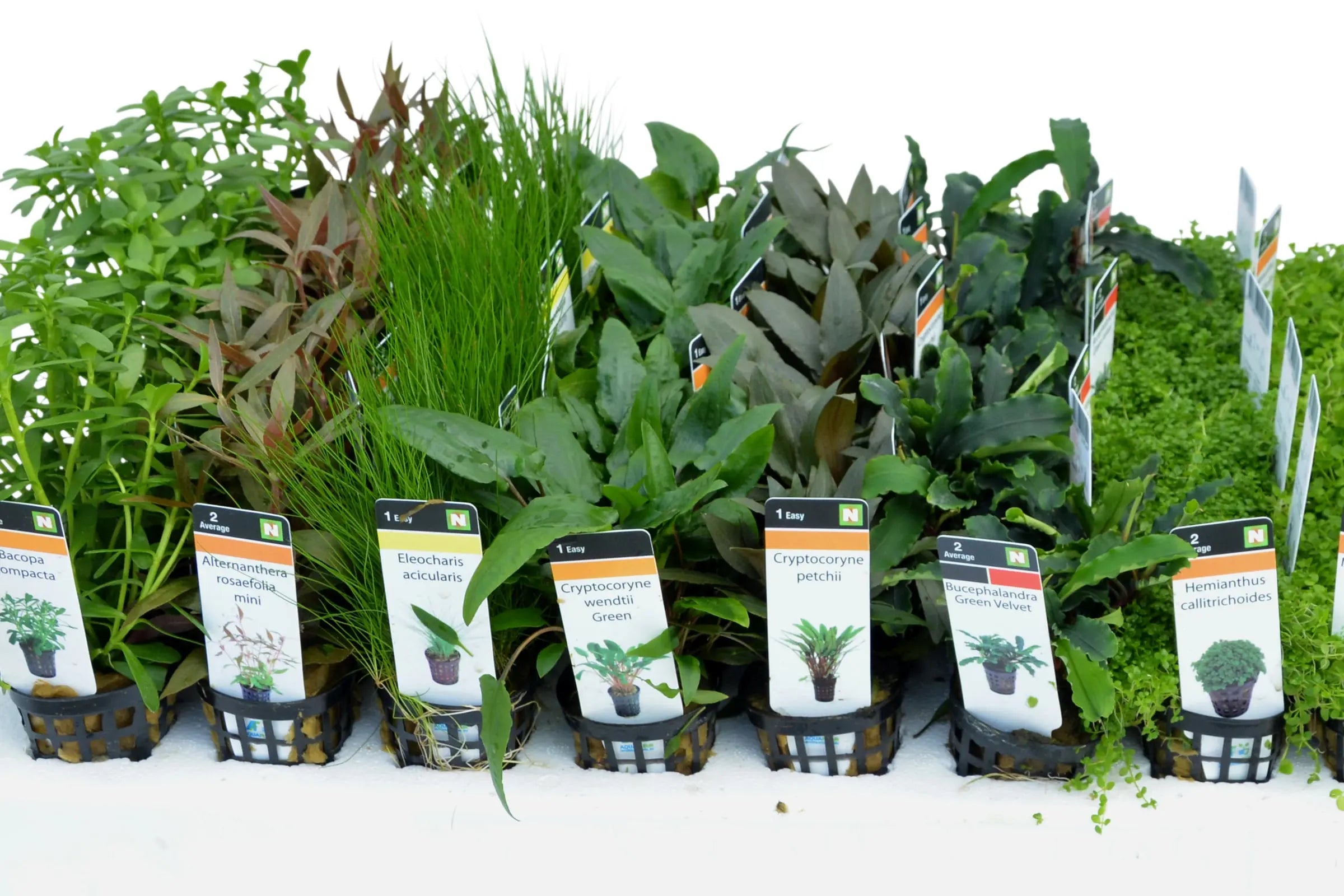 Discus Mixed Box of Aquarium Plants - Aqua Essentials