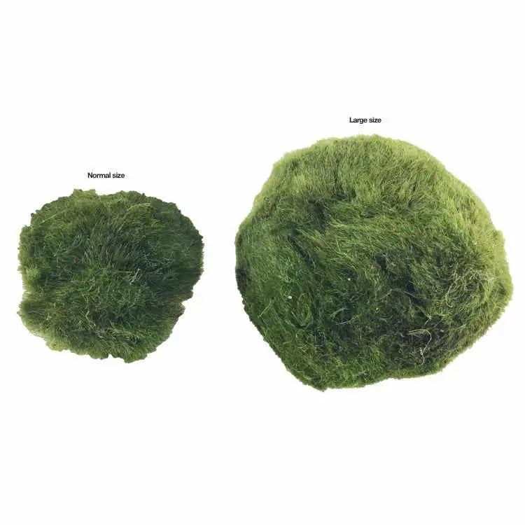 Marimo moss ball (Chladoflora) - 3cm - Aqua Essentials