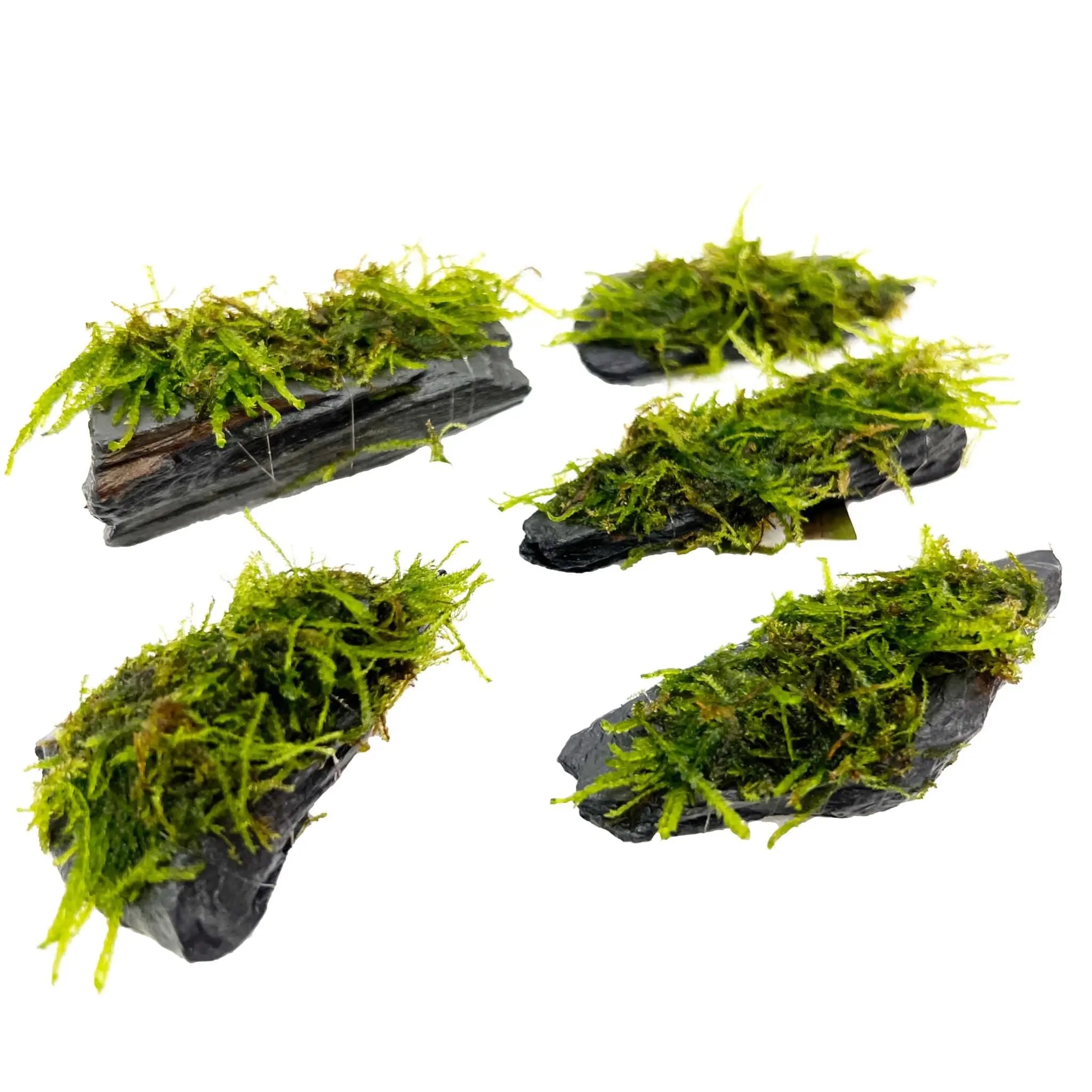 Aquarium moss best sale for sale