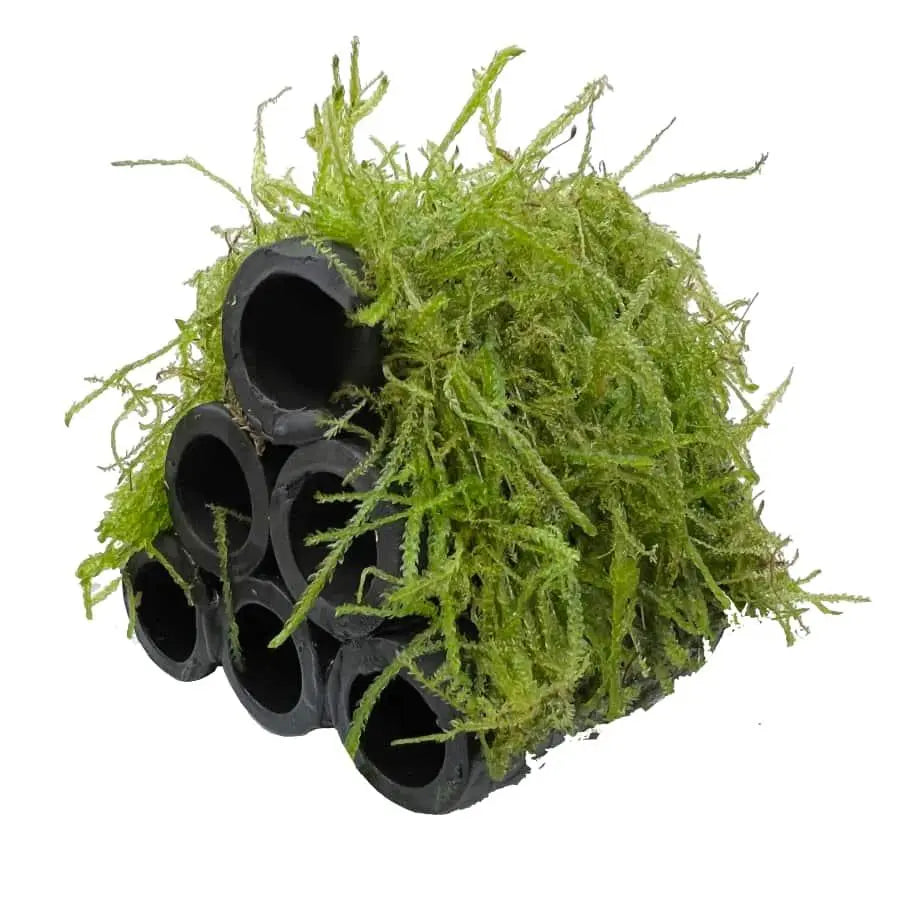 Java Moss Shrimp Shelter - Aqua Essentials