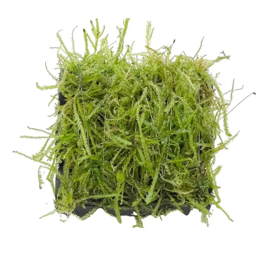 Java Moss Shrimp Shelter - Aqua Essentials