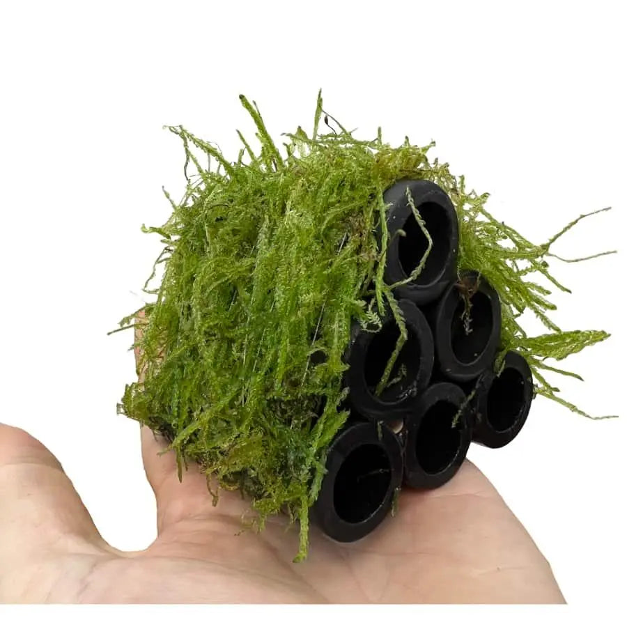 Java Moss Shrimp Shelter - Aqua Essentials