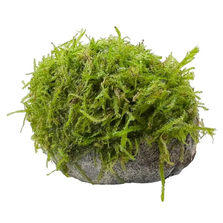 Mossy Fish Cave - Single Hole - Aqua Essentials