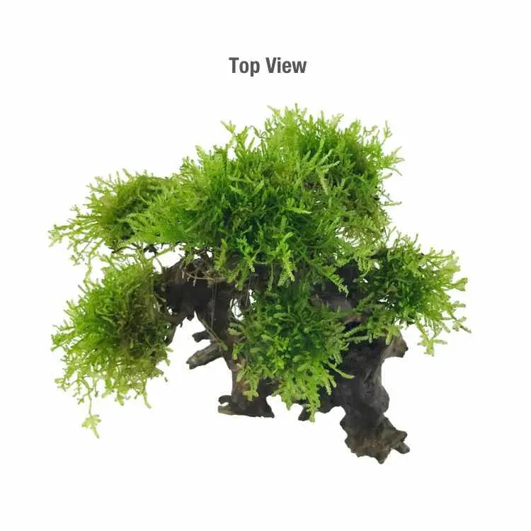 Bonsai Tree with Moss - Small Size - Aqua Essentials