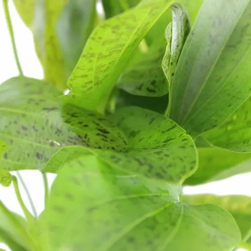 Echinodorus ozelot green XL - Aqua Essentials