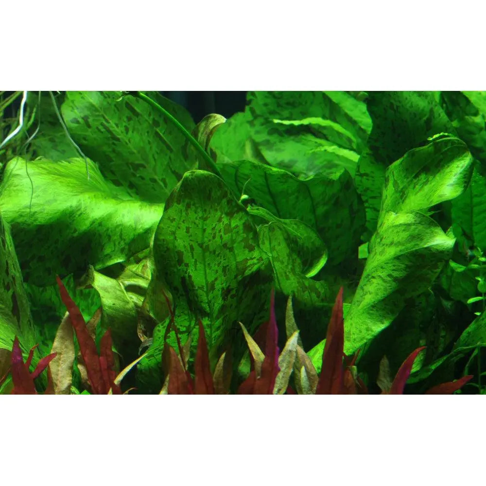 Echinodorus ozelot green XL - Aqua Essentials