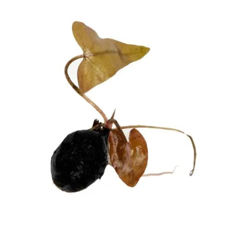 Nymphaea stellata Bulb WITH LEAVES - Aqua Essentials