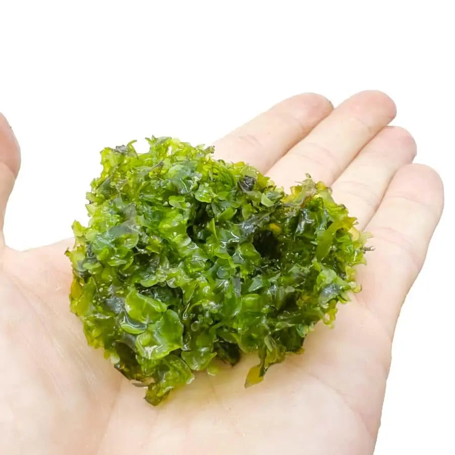 Pelia Moss Portion - Aqua Essentials