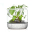 Sanctuary M Temperate Carrara Terrarium - Aqua Essentials