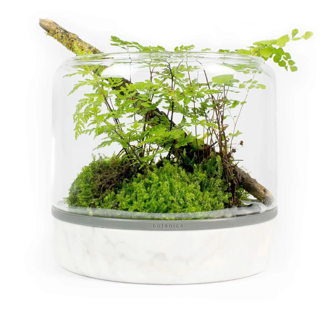Sanctuary M Temperate Carrara Terrarium - Aqua Essentials