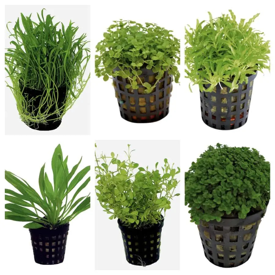 Set Box of 12 Aquarium Plants - Tei seicho - Aqua Essentials