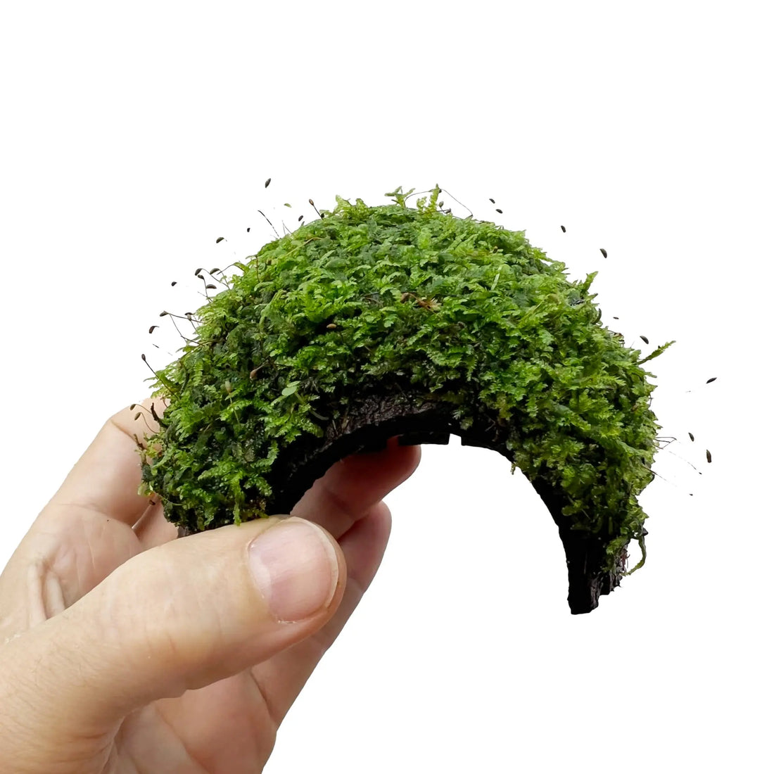 1 Hole Coconut with Moss - adds colour and shelter - Aqua Essentials