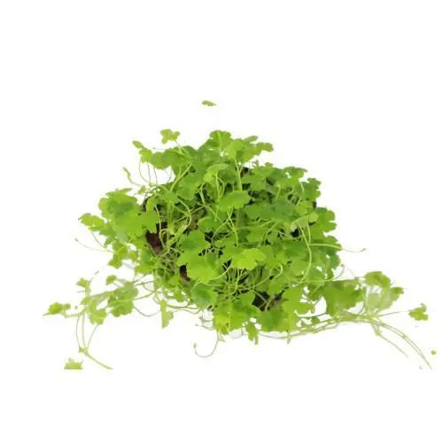 Hydrocotyle tripartita on Lava Stone - Aqua Essentials