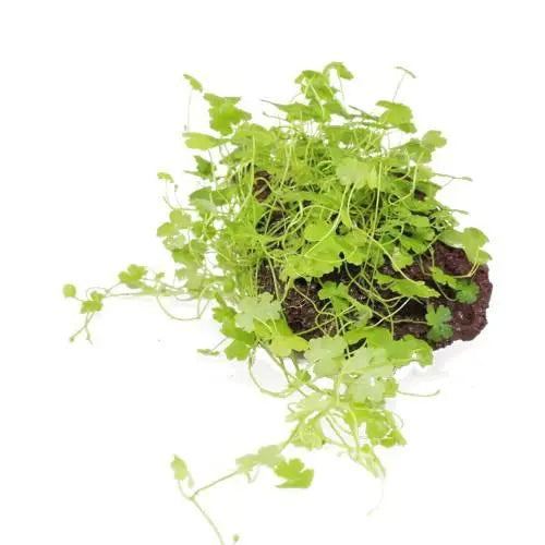 Hydrocotyle tripartita on Lava Stone - Aqua Essentials