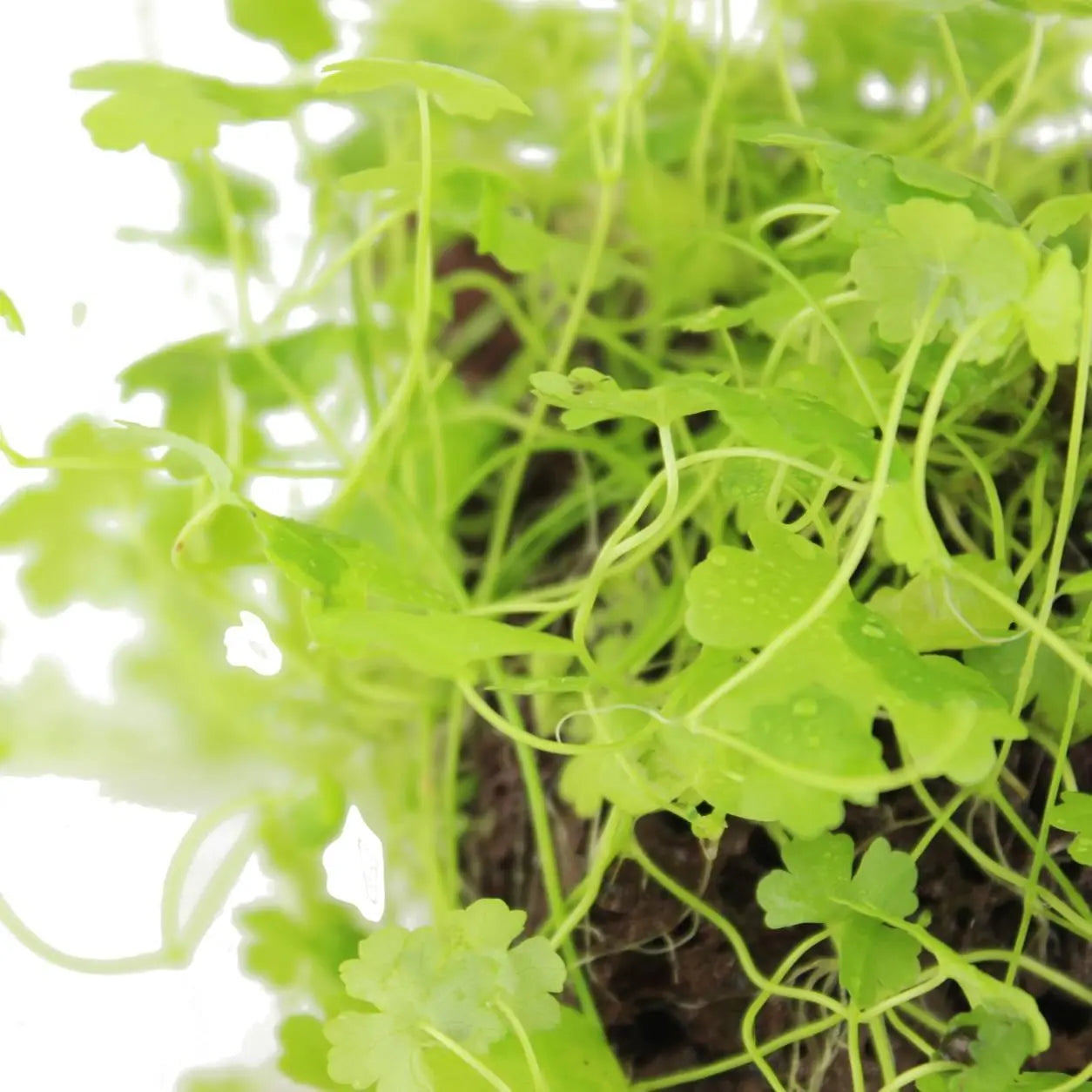 Hydrocotyle tripartita on Lava Stone - Aqua Essentials