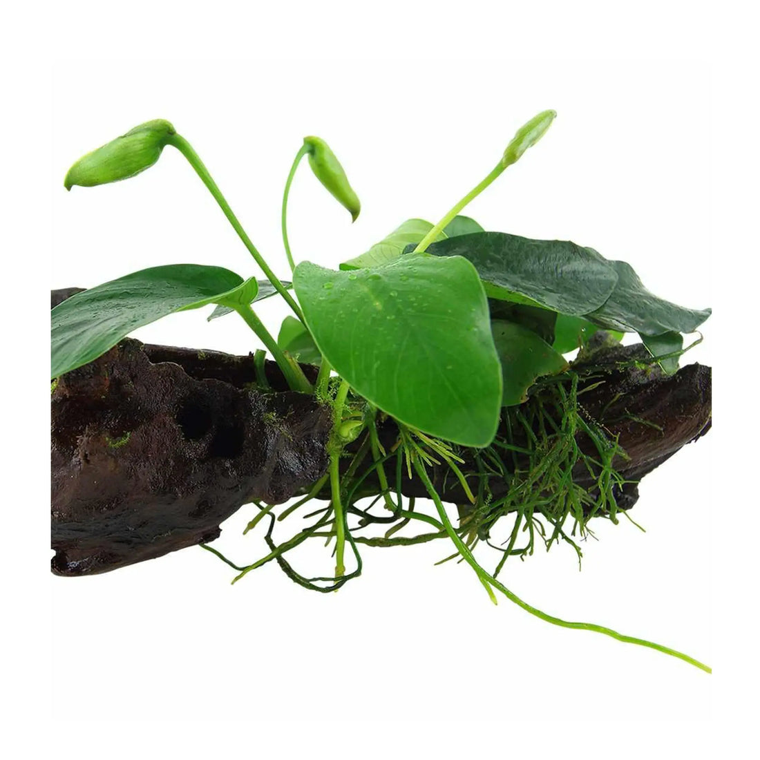 Tropica Anubias barteri nana on Decor - Floating - Aqua Essentials