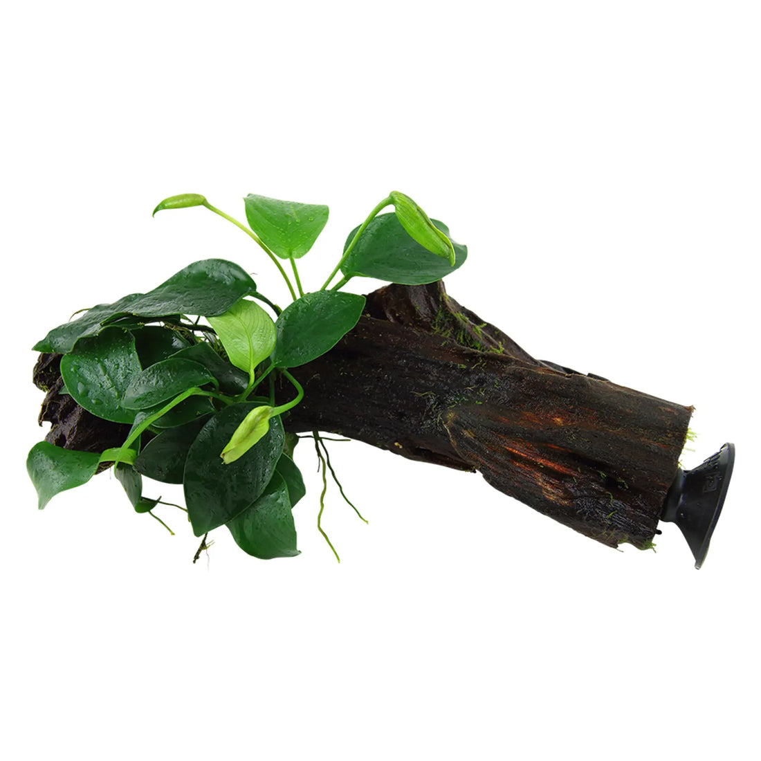 Tropica Anubias barteri nana on Decor - Floating - Aqua Essentials