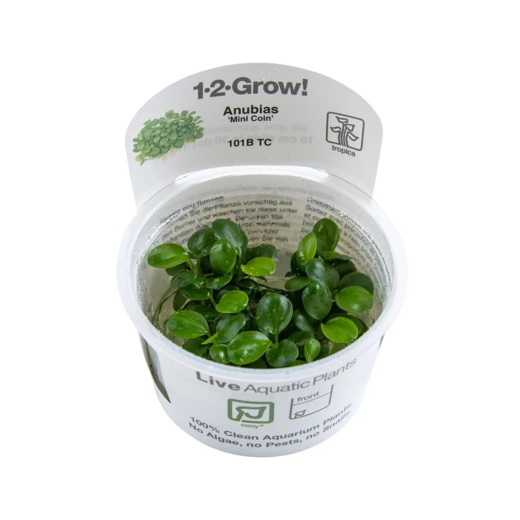 Tropica Anubias mini Coin 1-2-GROW! - Aqua Essentials