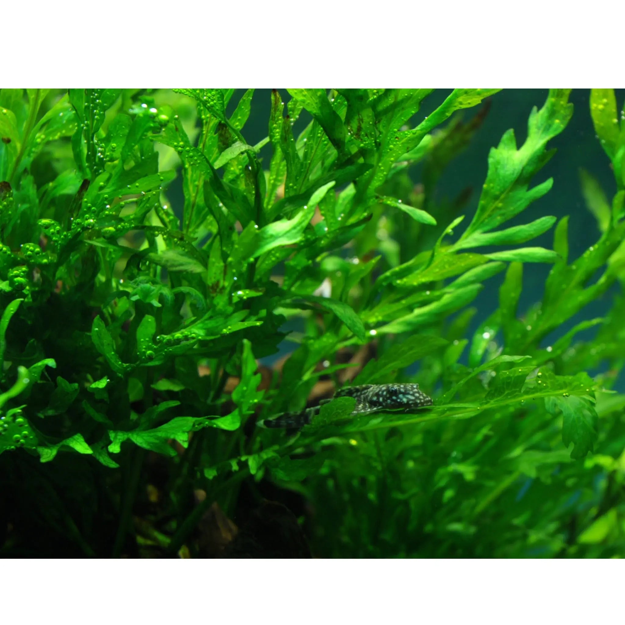 Bolbitis heudelotii On Driftwood - Aqua Essentials