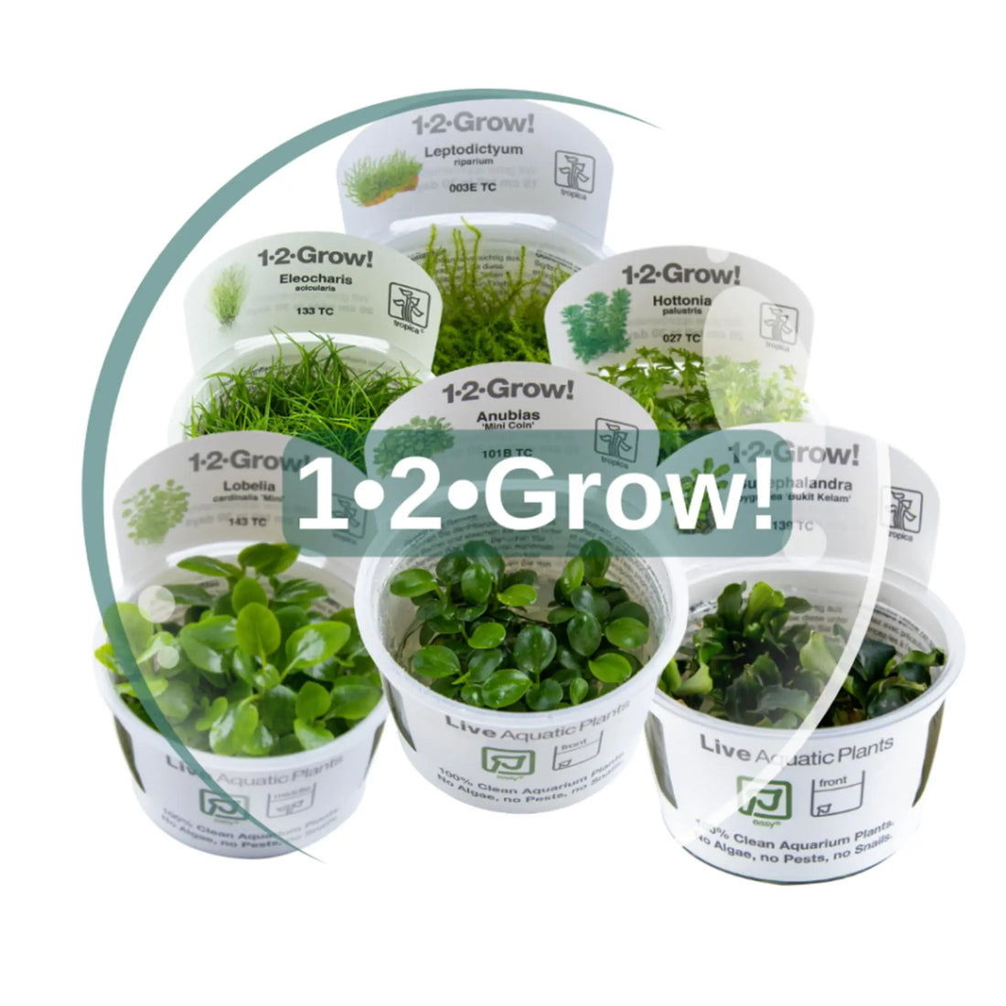 Tissue Cultue Mixed Box of Aquarium Plants - Aqua Essentials