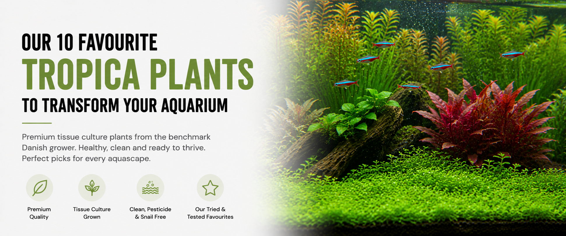 The Best Tropica Aquarium Plants: Our Top 10 Picks