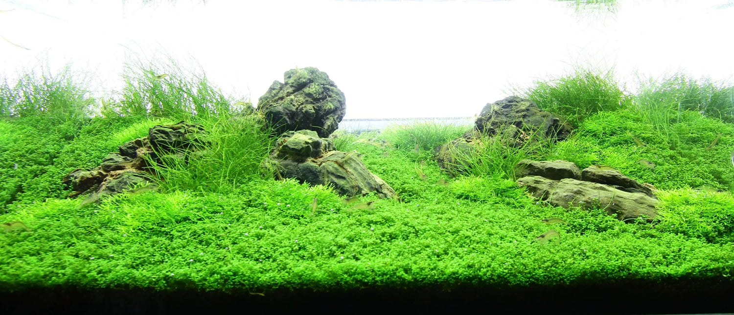 Do-fish-like-heavily-planted-tanks Aqua Essentials