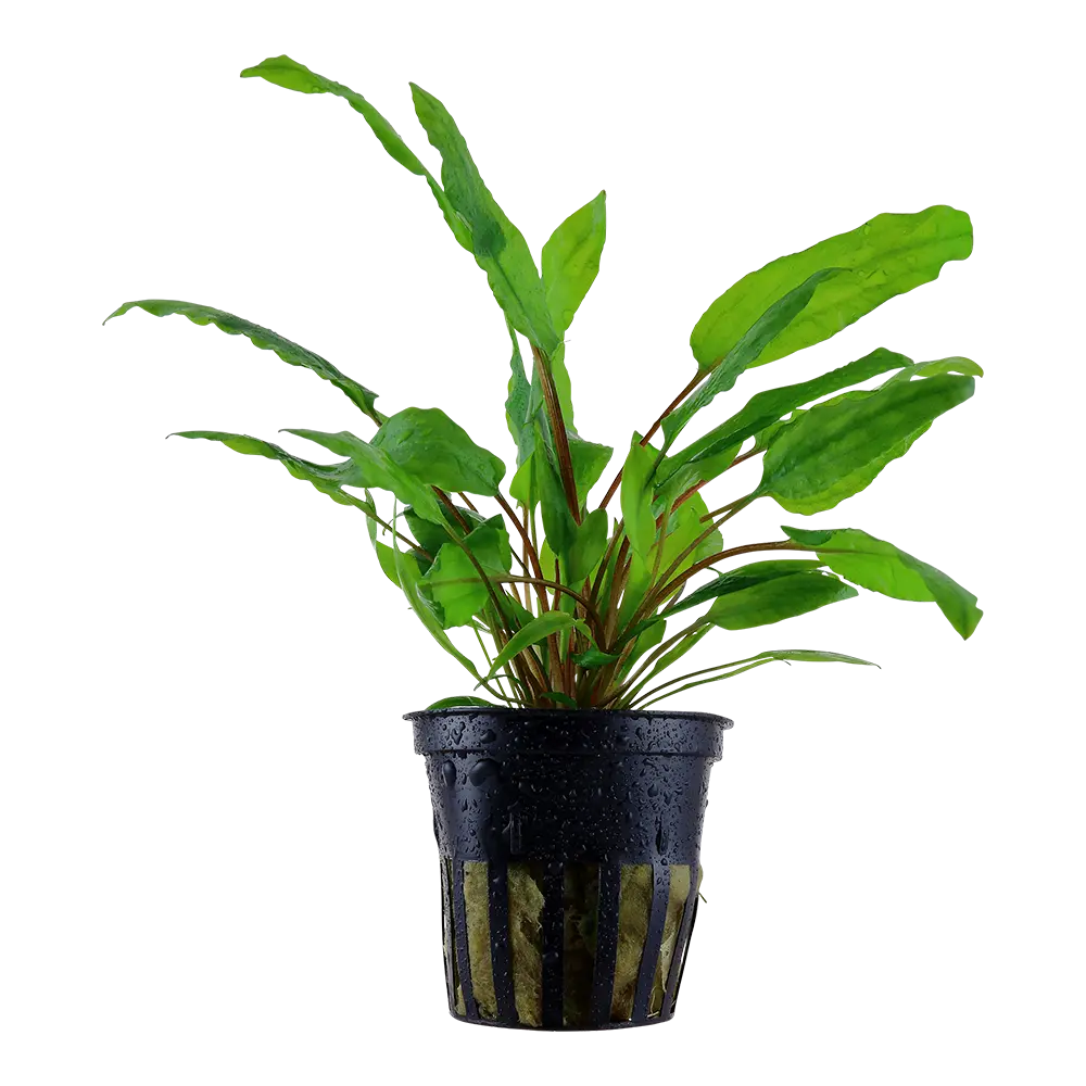 Damn-aquarium-plants-won-t-grow Aqua Essentials