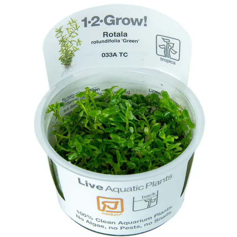 Snails-in-Aquarium-tanks Aqua Essentials