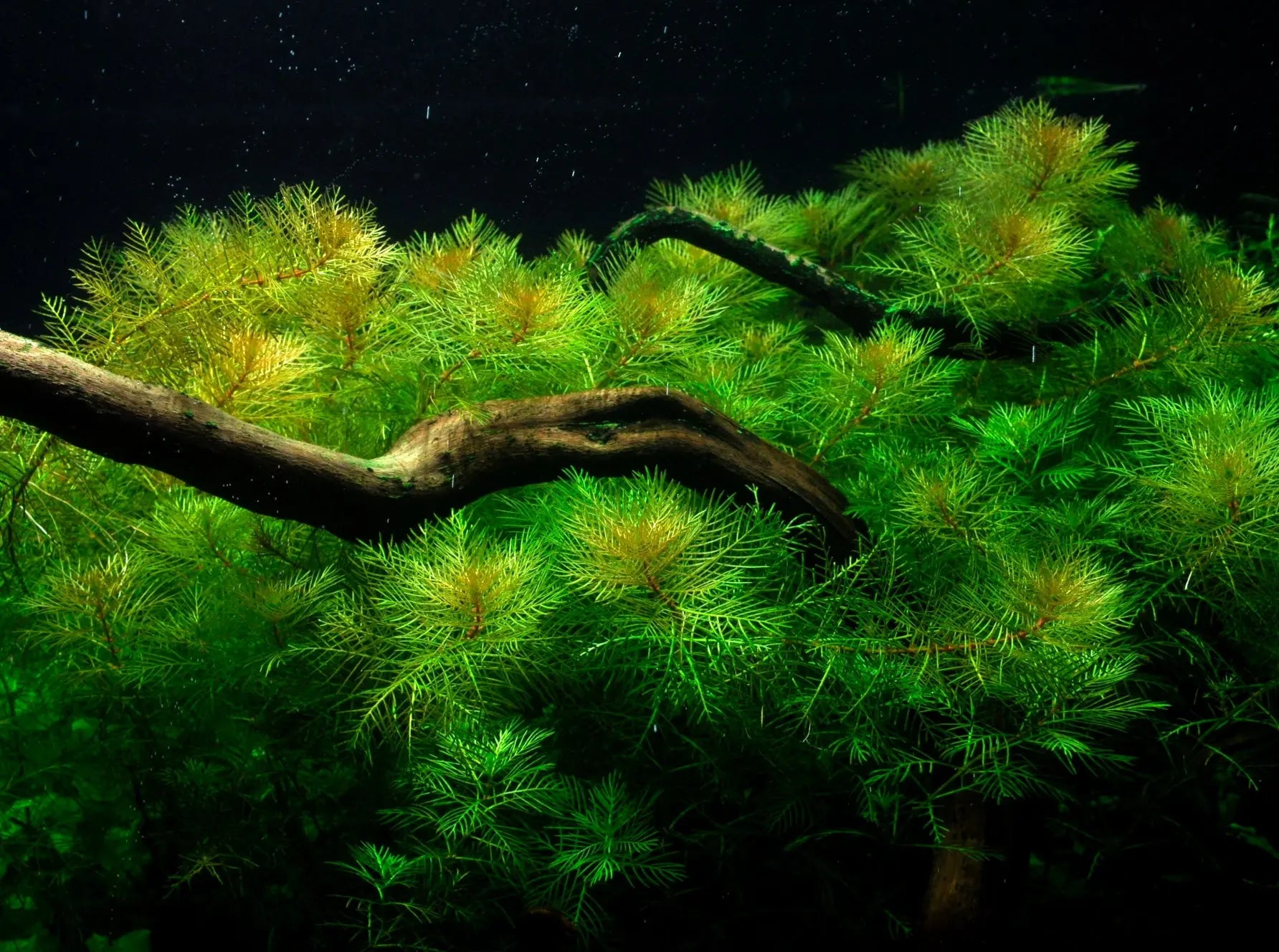 Plants-can-only-absorb-WHAT-through-their-roots Aqua Essentials