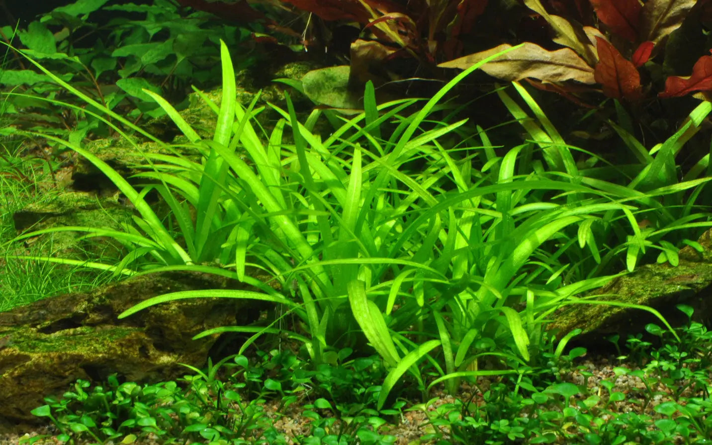 Sagittaria-sabulata-in-flower Aqua Essentials