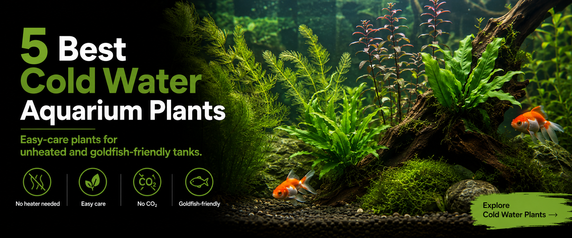 The-Top-5-Cold-Water-Aquarium-Plants Aqua Essentials