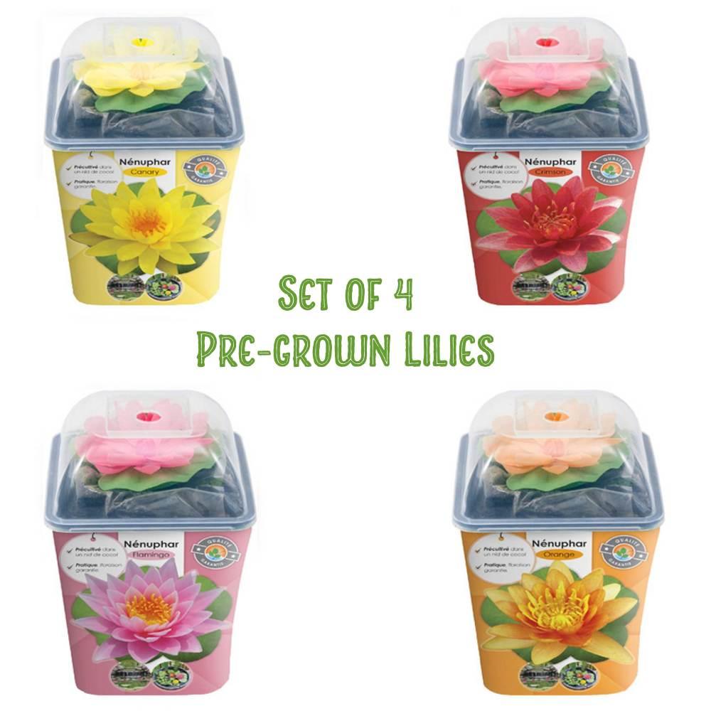Pre-Grown Water Lilies - 4 beautiful colours available. - Aqua Essentials