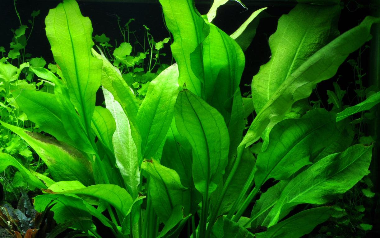 Which plants will my fish not eat?