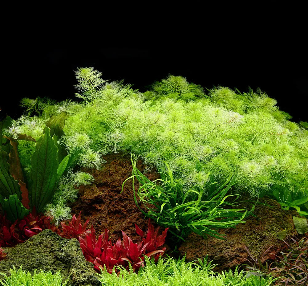 Maintenance-Guide-for-a-Planted-Aquarium Aqua Essentials