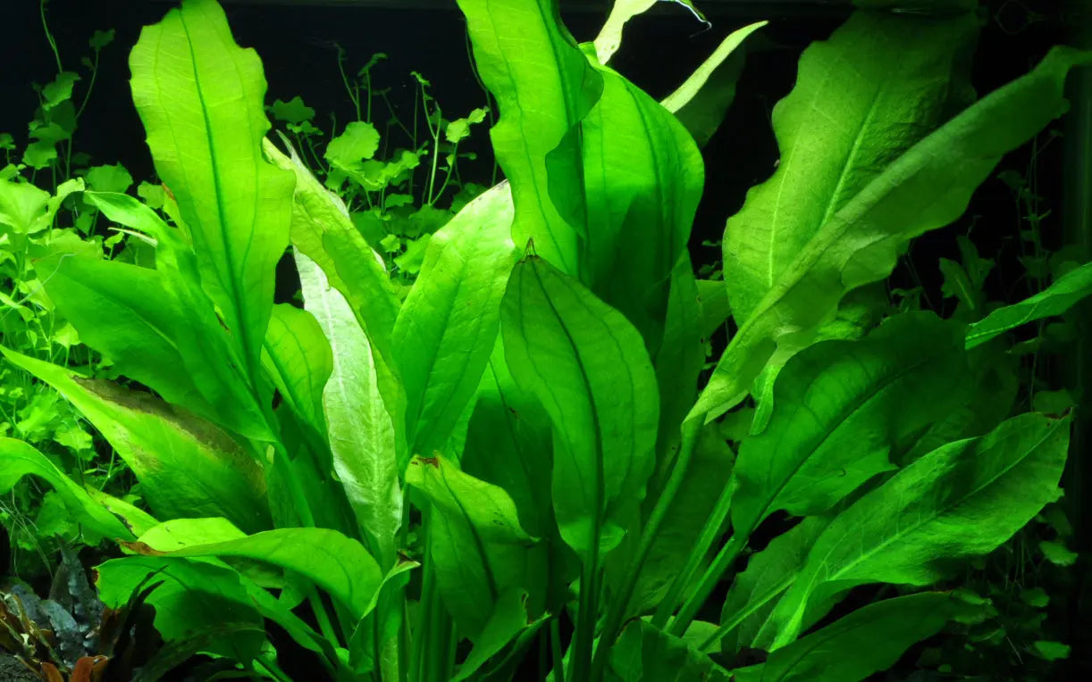 Which-plants-will-my-fish-not-eat Aqua Essentials